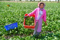 4a 一名来自贵州的工人，她上个月依靠收蔬菜获取了六千元的收入。715本.jpg