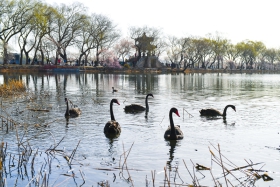 3月16日，几只黑天鹅正在颐和园湖面栖息。_090923_副本.jpg