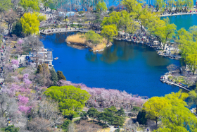 清明期间，盛放的樱花使得玉渊潭成为北京市民最喜欢的去处_105071.jpg