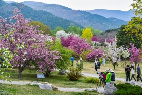 2022年4月18日，国家植物园内各品种的海棠花绚烂开放。_105374.jpg
