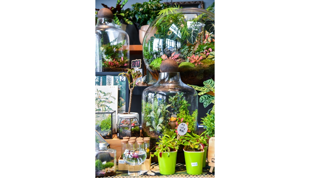 店中出售的植物微型景观_106892.jpg
