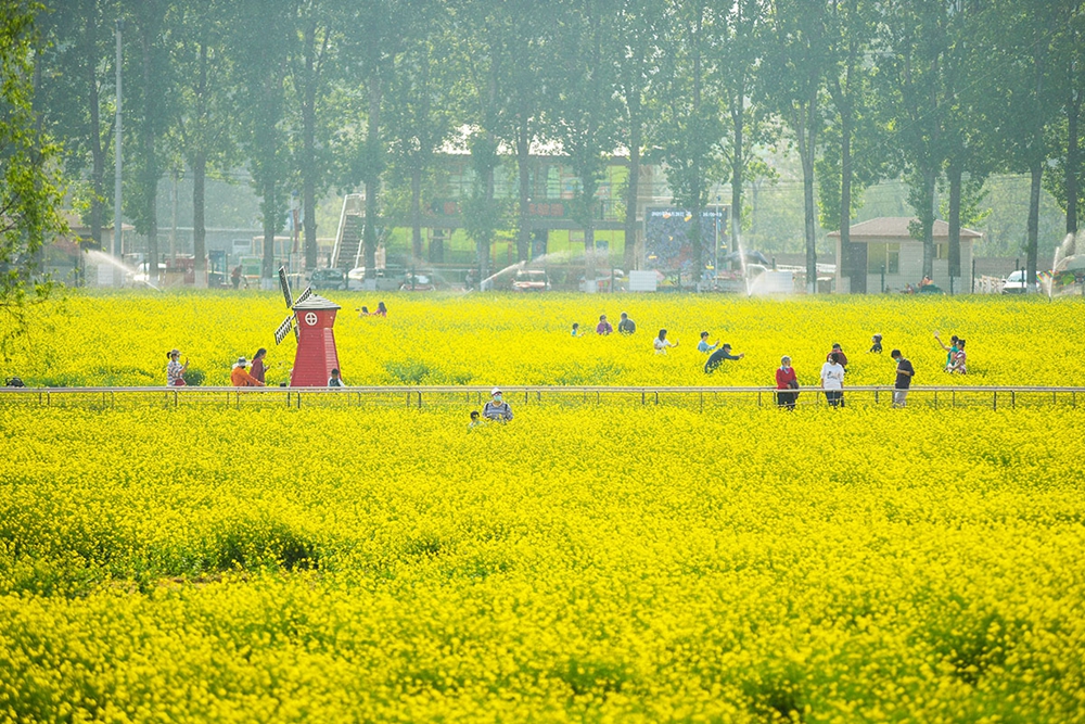 2020年4月28日，北京丰台区怪村的200亩油菜花盛开，吸引了不少市民前来赏花。.jpg