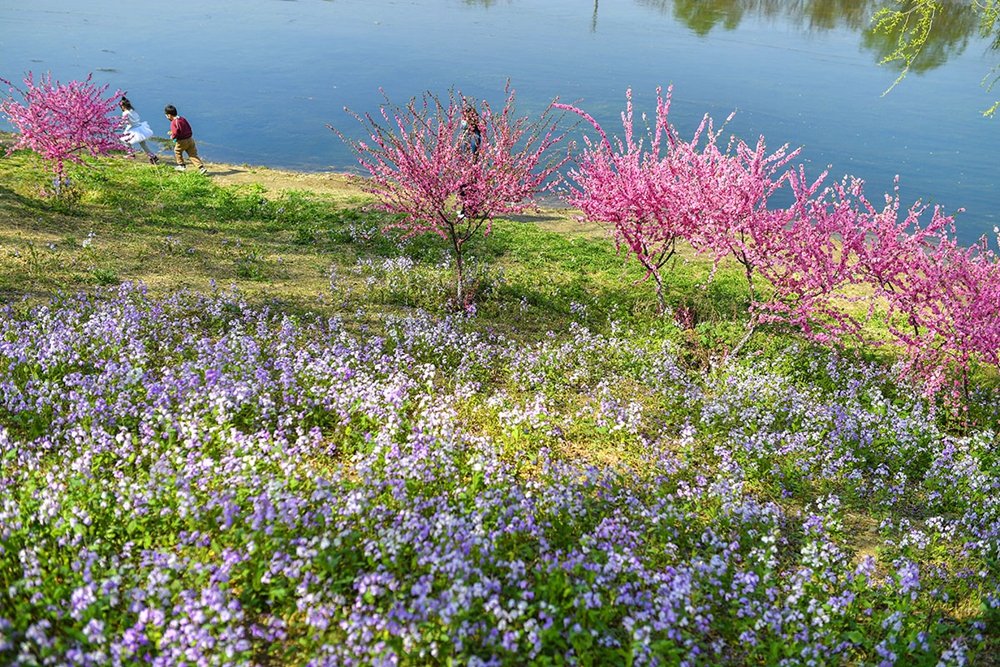 2020年4月5日，北京清河的河岸上二月兰和榆叶梅盛开。.jpg