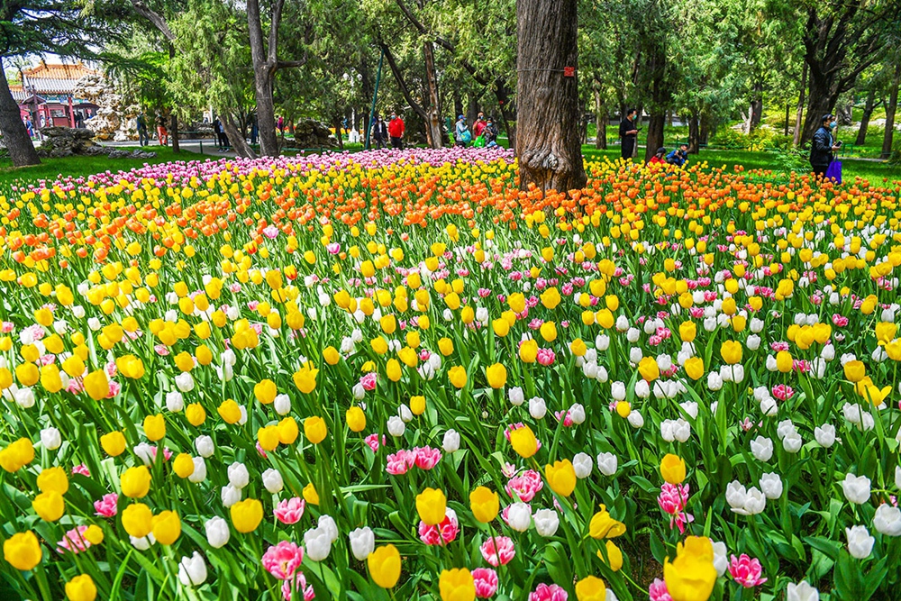 2020年4月18日，北京，中山公园内数万朵郁金香盛开，五颜六色的花海吸引了不少市民前来赏花。.jpg