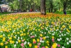 2020年4月18日，北京，中山公园内数万朵郁金香盛开，五颜六色的花海吸引了不少市民前来赏花。.jpg
