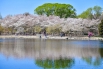 2020年4月2日，北京玉渊潭公园的樱花进入最佳赏花期。.jpg