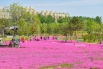 2020年4月25日，北京东小口城市休闲公园内一片粉色花田近日走红网络。这种花叫芝撄，学名针叶天蓝绣球。.jpg