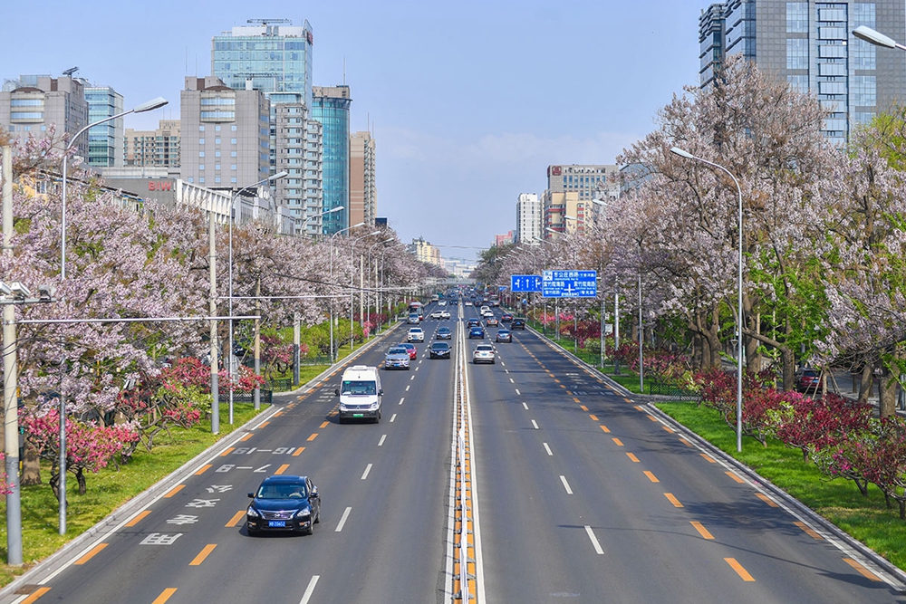 2020年4月16日，北京，位于城西车公庄西路到玲珑路两三公里距离里，道路两侧的泡桐树迎来花期，紫白色的泡桐花盛开，将这条东西向的大街装扮成一条紫色花街。.jpg