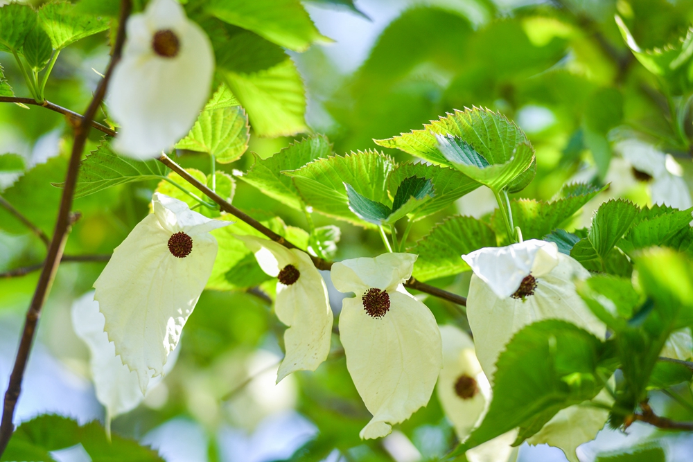 4月19日，国家植物园内迁地保护的代表五种珙桐正处在花期。_105372.jpg