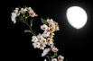 月光下的樱花盛开。_031075.jpg
