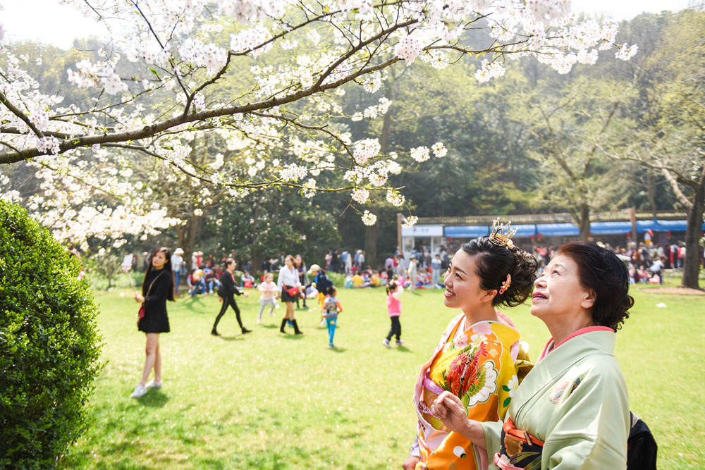 3月28日，日本的两任樱花女皇在鼋头渚院内赏樱。_031070.jpg