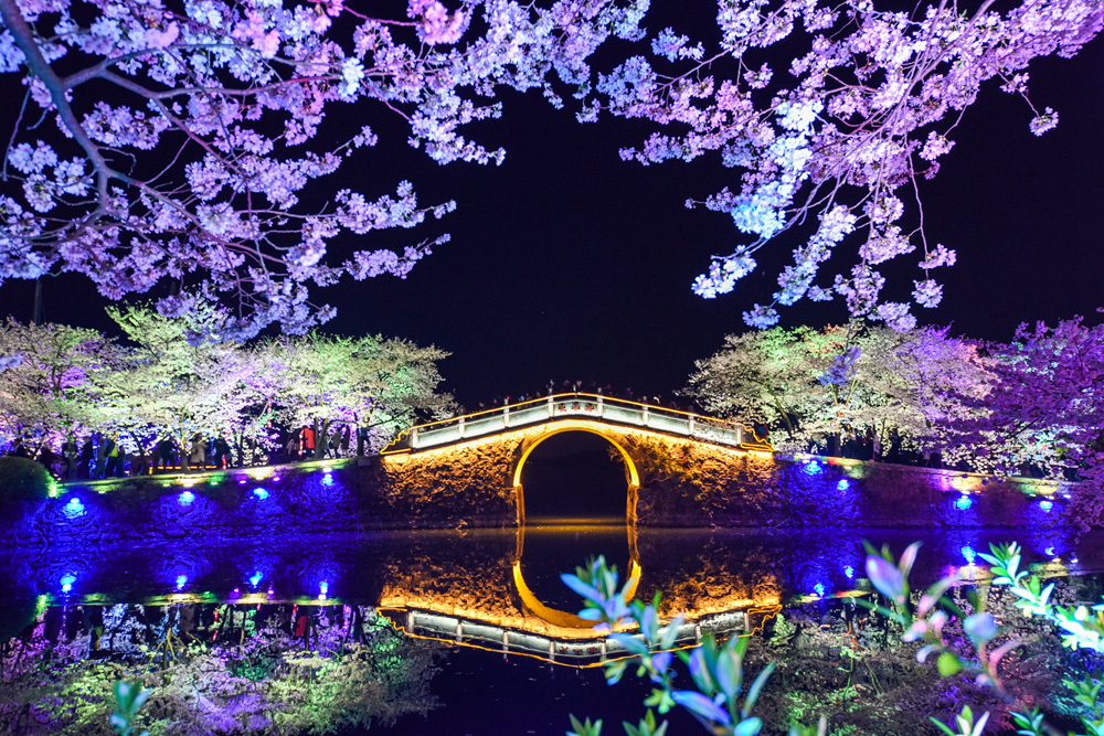 鼋头渚的夜樱美景。_031072.jpg