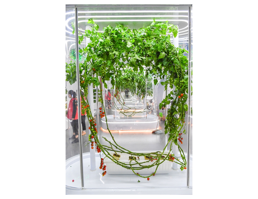 展览上展示的太空育种番茄，将来在空间站航天员有可能品尝同款番_089741.jpg