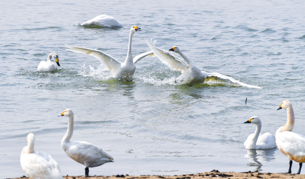 2022年3月23日，北京南海子公园的湖面上栖息着上百只过境的天鹅，分别有大天鹅、小天鹅和疣鼻天鹅三个品种，图为小天鹅。_104437.JPG