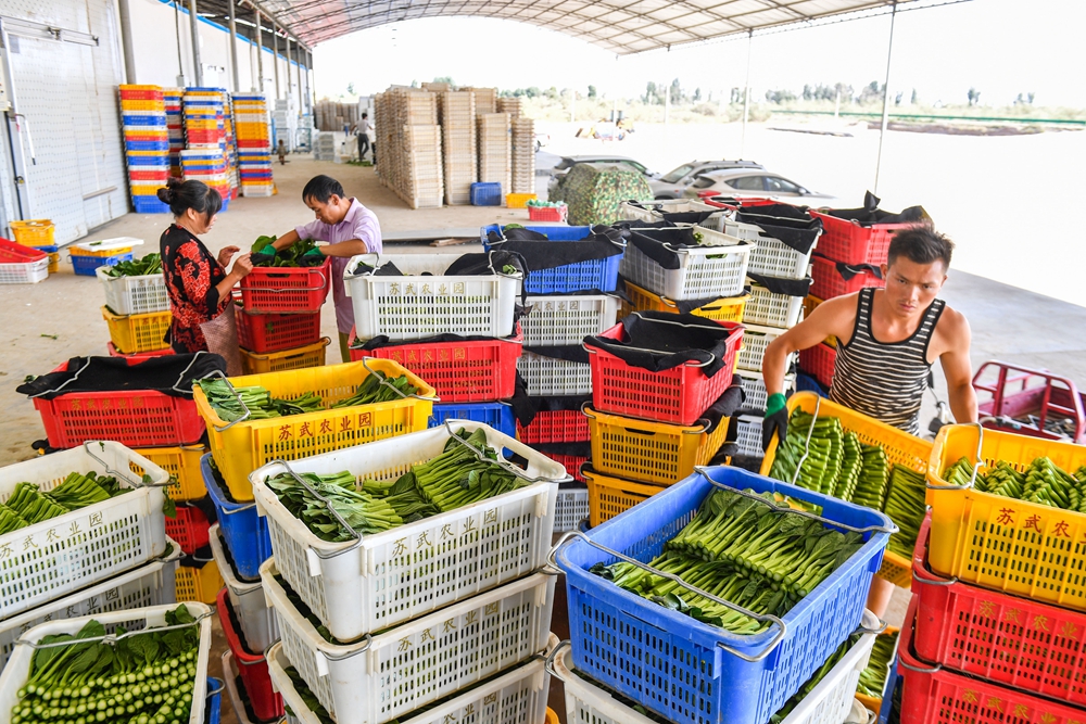 5 在基地的仓库区域，工人正在整理刚收获的蔬菜，经过检验进入恒温仓，等待冷链运输车运往香港，整个运输过程不超过48小时。_副本.jpg