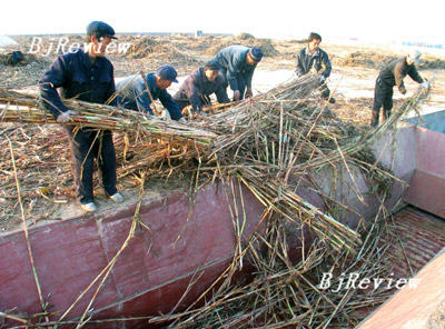 China Environmental News Digest: January 2007
