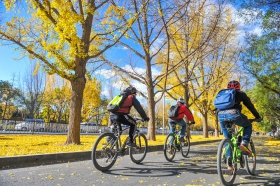 几名北京骑行爱好者骑着山地公路车穿行在秋天的城市街头。_107563.jpg
