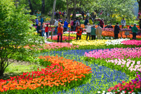 2023年4月18日，国家植物园挂牌一周年当日恰逢郁金香花田进入最佳赏花期，大批游客前来参观。.JPG