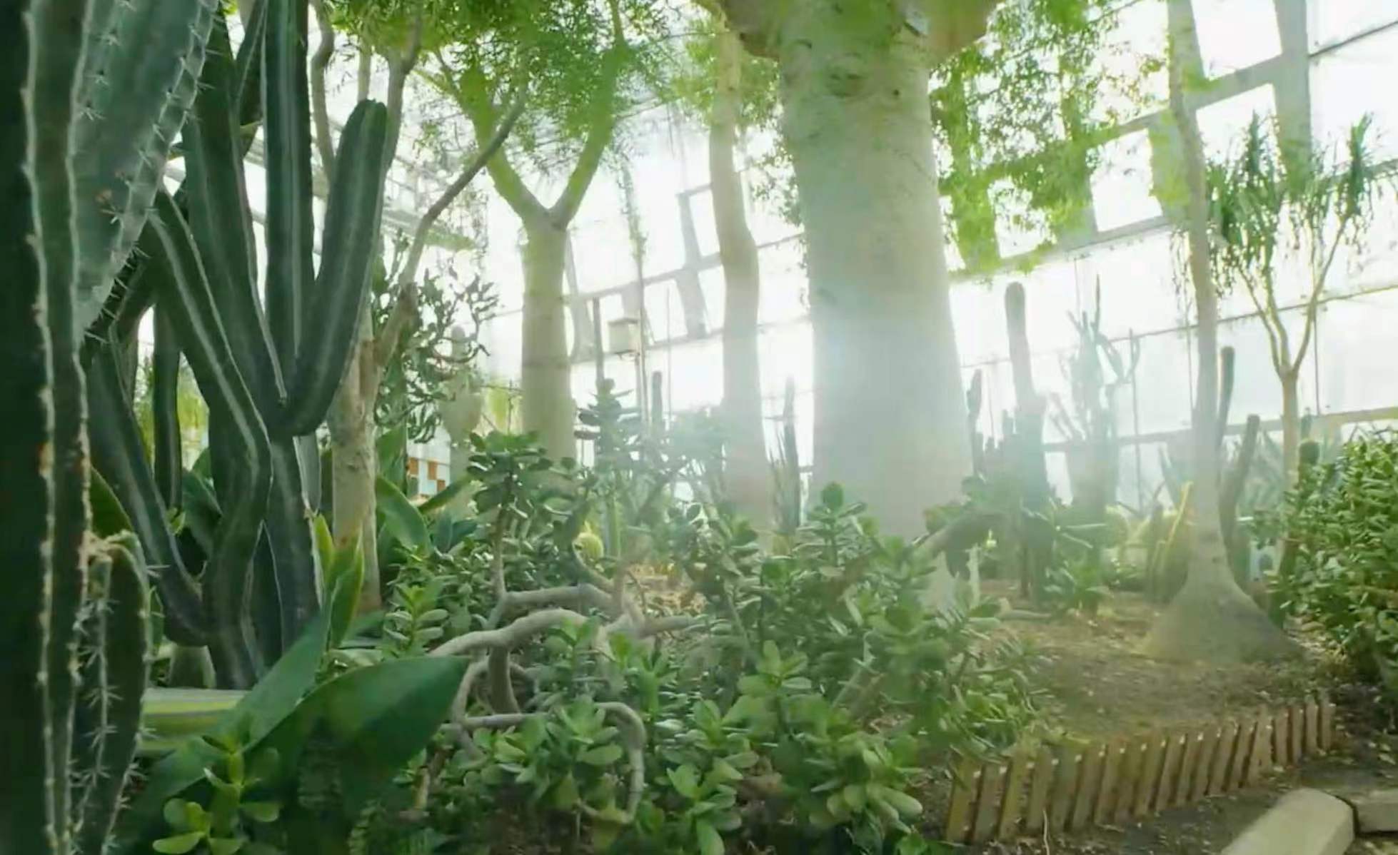 Fantastic plants and where to find them-- Beijing Review