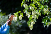 2022年4月22日，国家植物园内，一棵迁地保护的国家一级重点保护野生植物珙桐进入花期，白鸽子一样的花朵在树梢随风摇摆，一名游客用手机拍摄。.jpg