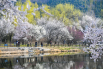 2023年3月19日，国家植物园内的“山桃花溪”进入最佳观赏期，水边的山桃进入盛花期，大批市民游客纷纷前来赏花打卡。.jpg