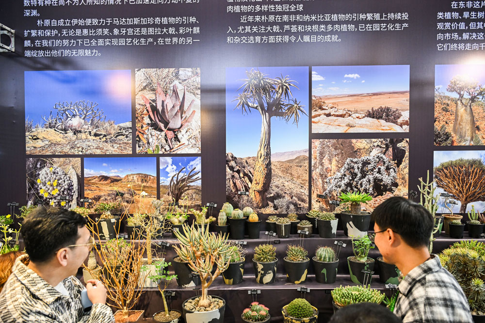 观众在一家专门从非洲地区引种植物的参展展台参观.jpg