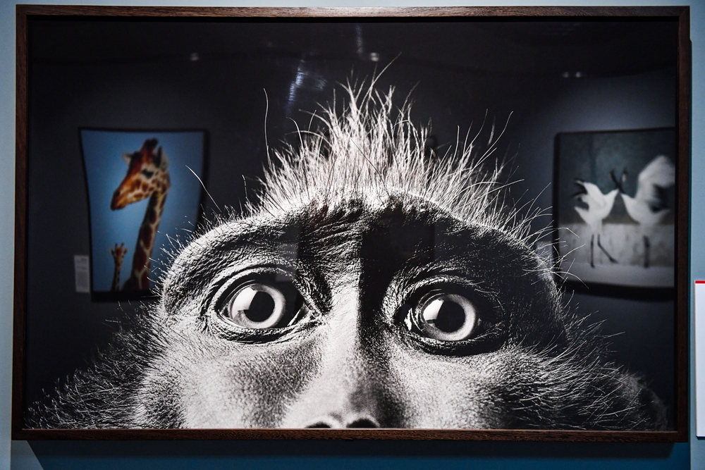 一只黑冠猴的照片栩栩如生，仿佛也是一名参观摄影展的观众_104136.jpg